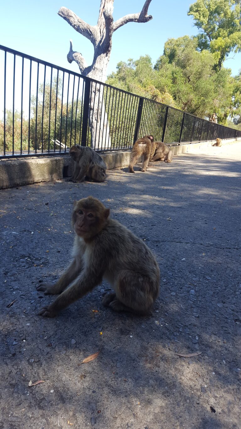 Small macaque, Gibraltar