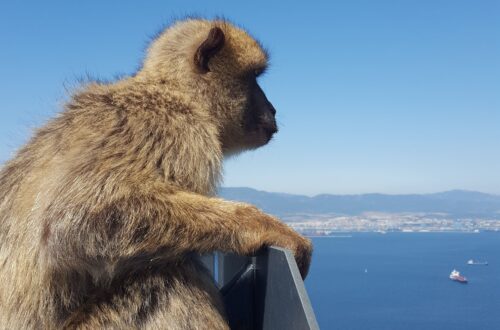 Macaques on the Rock of Gibraltar
