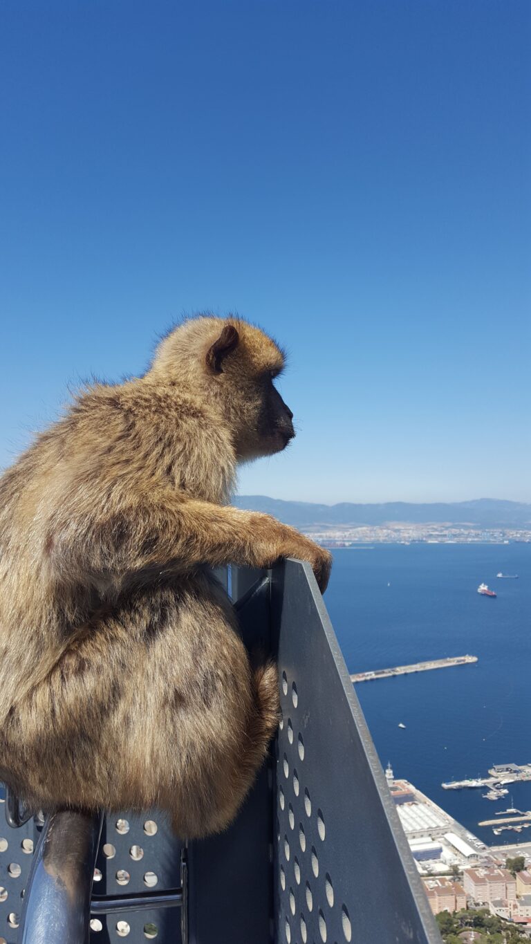 Macaques on the Rock of Gibraltar