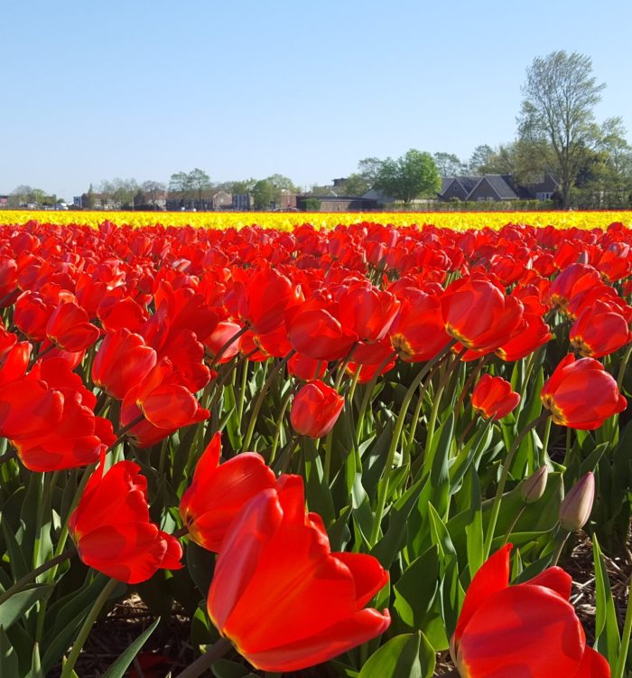 The Tulips of The Netherlands
